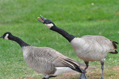 Branta canadensis