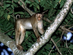 Macaca nemestrina