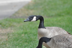 Branta canadensis