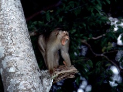 Macaca nemestrina