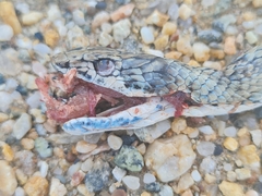 Psammophis notostictus