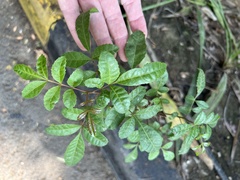 Schinus terebinthifolia