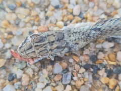 Psammophis notostictus