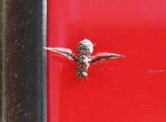 Callopistromyia strigula