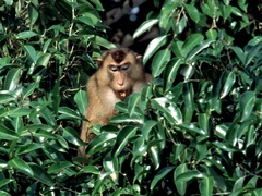 Macaca nemestrina