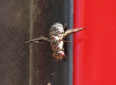 Callopistromyia strigula