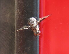 Callopistromyia strigula