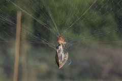 Ixobrychus cinnamomeus