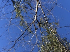 Phoradendron leucarpum