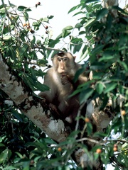 Macaca nemestrina