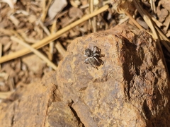 Menemerus semilimbatus