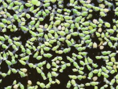 Wolffia brasiliensis