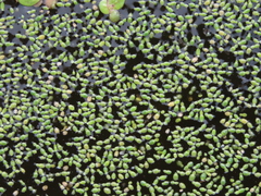 Wolffia brasiliensis