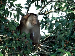 Macaca nemestrina
