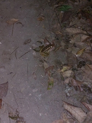 Lithobates brownorum
