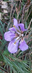 Iris unguicularis