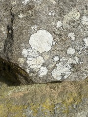 Phlyctis petraea