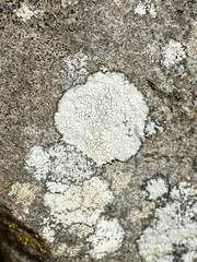 Phlyctis petraea