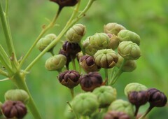 Napaea dioica