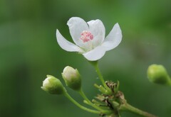 Napaea dioica