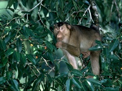 Macaca nemestrina