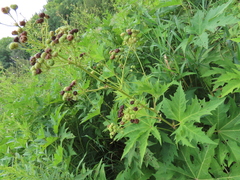 Napaea dioica