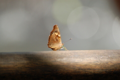 Doxocopa