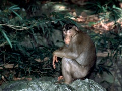Macaca nemestrina
