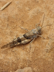 Oedipoda miniata