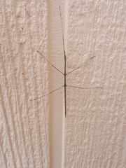 Parabacillus hesperus