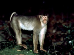 Macaca nemestrina