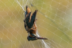 Alcedo atthis bengalensis