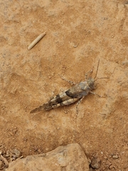 Oedipoda miniata