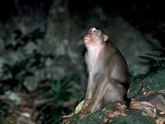 Macaca nemestrina