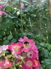 Apinae