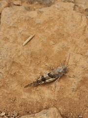 Oedipoda miniata