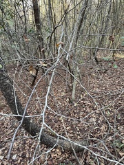 Hamamelis virginiana