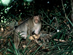 Macaca nemestrina