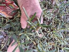 Sesuvium portulacastrum