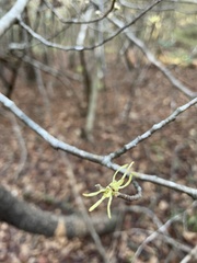 Hamamelis virginiana