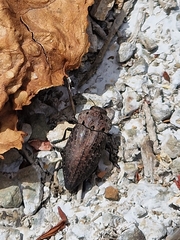 Dicercini