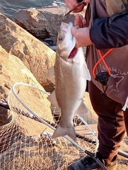 Dicentrarchus labrax