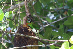 Loriculus beryllinus