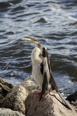 Anhinga novaehollandiae