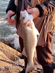 Dicentrarchus labrax