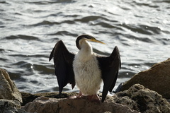 Anhinga novaehollandiae