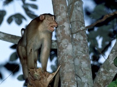 Macaca nemestrina