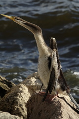Anhinga novaehollandiae