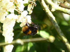 Bombus terrestris audax
