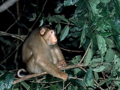 Macaca nemestrina